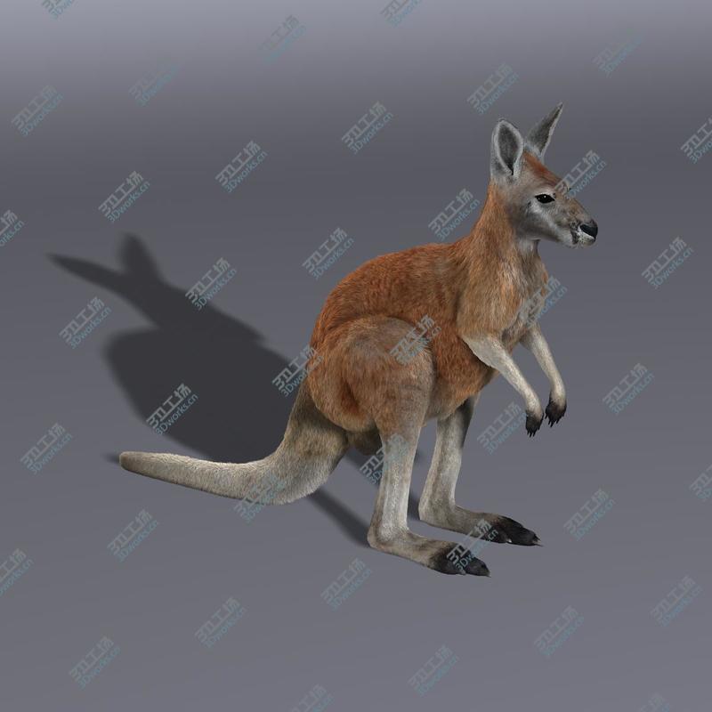 images/goods_img/202104094/Kangaroo (RIGGED) (FUR)/5.jpg